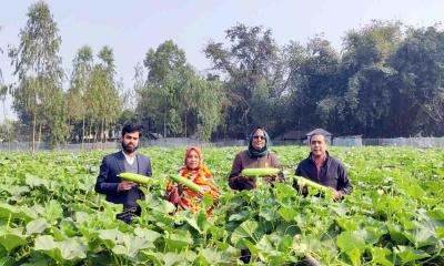 খানসামায় জৈব পদ্ধতিতে লাউ চাষে বিপ্লব: আধুনিক প্রযুক্তিতে লাভবান কৃষক