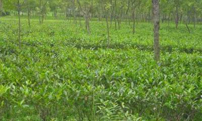উত্তরের সমতলে চা উৎপাদনে নতুন রেকর্ড