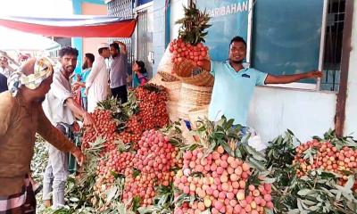 জমে উঠেছে দিনাজপুরের লিচুর বাজার