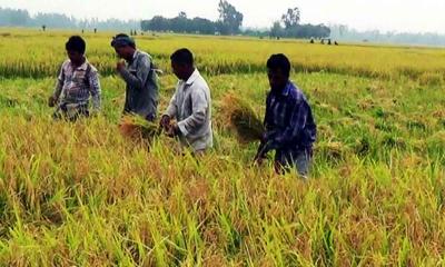 দিনাজপুরে শ্রমিক ও হারভেস্টার সংকট, ধান কাটতে দ্বিগুণ খরচ