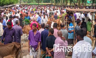 বীরগঞ্জের গোলাপগঞ্জ পশুর হাটে জমে উঠেছে কোরবানির ঈদবাজার