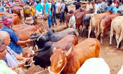 দিনাজপুরে চাহিদার চেয়ে বাড়তি দেড় লাখ কোরবানির পশু