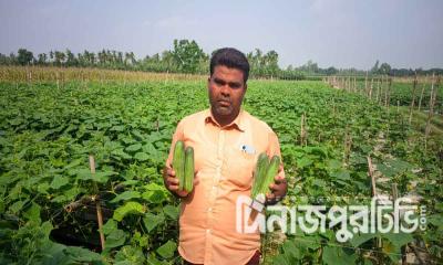 বীরগঞ্জে শসা চাষে সফল কৃষক আবুল কাশেম