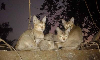 হাড়কাঁপানো শীতে বিপন্ন অবলা প্রাণীরা