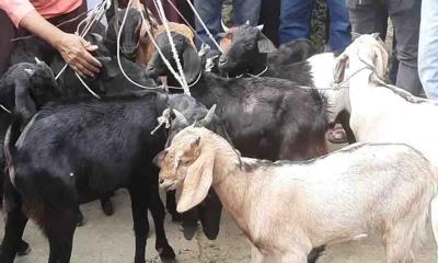 খালেদা জিয়ার রোগমুক্তির কামনায় এতিমখানায় ১৬টি খাসি সাদকা