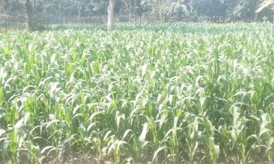 স্বল্প খরচ ও অধিক লাভে কাহারোলে ভুট্টা চাষে বিপ্লব