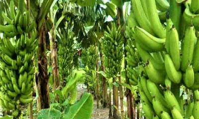 হাকিমপুরে দিন দিন বাড়ছে কলা চাষ