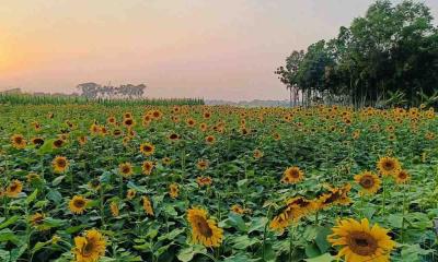 সূর্যমুখী চাষে লাভবান কৃষক