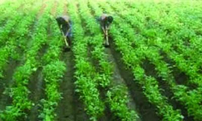 কাহারোলে আগাম জাতের আলু পরিচর্যায় ব্যস্ত কৃষক