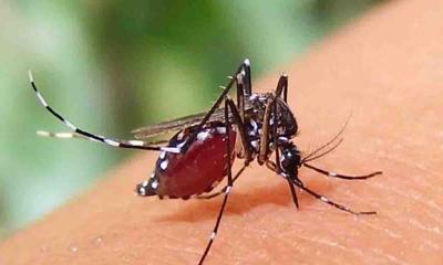 একদিনে ডেঙ্গুতে ৫ জনের মৃত্যু, হাসপাতালে ভর্তি ৪৯০