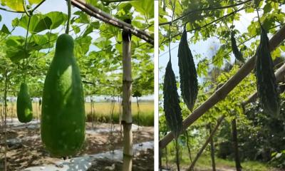 দালালের কাছে সর্বস্বান্ত হয়ে কৃষিতে ঘুরে দাঁড়িয়েছি