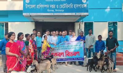 বীরগঞ্জে ক্ষুদ্র নৃ-গোষ্ঠীর মাঝে ছাগল বিতরণ