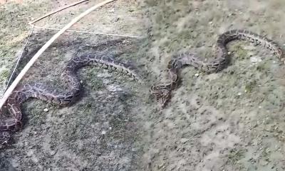 বাংলাবান্ধায় জালে আটকা পড়ল ১২ ফুটের বার্মিজ অজগর