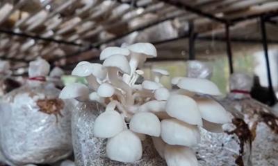 মাশরুম চাষে সফল নারী মাসে আয় করছেন লাখ টাকা