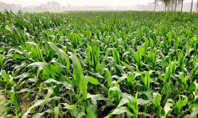 কৃষি জমিতে হাইব্রিড ভুট্টা চাষে সফল রাঙ্গামাটির কৃষক