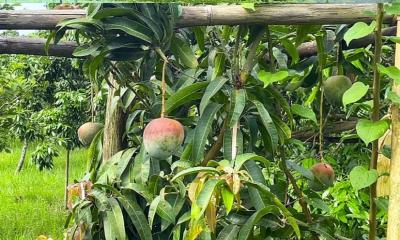 নড়াইলে দুর্লভ আমের বাগান ‍‍`মাহিন কানন-২‍‍`