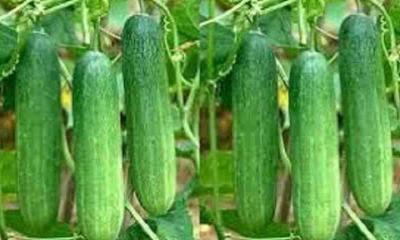 মালচিং পদ্ধতিতে শসা চাষে সাফল্য