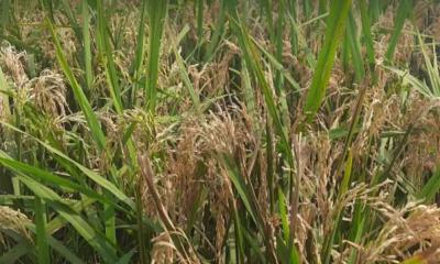 ব্রাহ্মণবাড়িয়ায় বোরো ধানে ব্লাস্ট রোগ, দুশ্চিন্তায় কৃষক