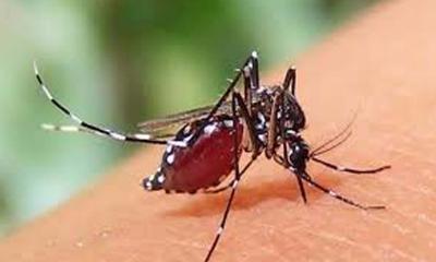ডেঙ্গু আক্রান্ত হয়ে হাসপাতালে ভর্তি আরও ৩৬৭ জন