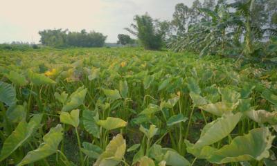 কচু চাষে হতাশ কৃষক: ঢাকার বাজারে খুঁজছেন লাভ