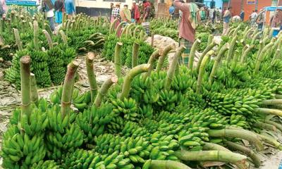 লালমনিরহাটের কৃষি অর্থনীতিতে কলা চাষিদের বৈপ্লবিক অবদান