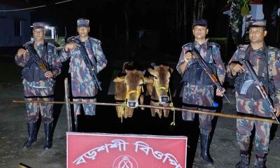 পঞ্চগড় সীমান্তে বিজিবির অভিযান, শাড়ি ও গরু জব্দ