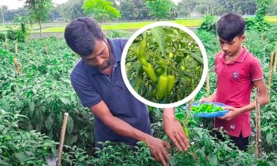 ময়মনসিংহে ‘বুলেট মরিচ’ চাষে সফল কৃষক, তিন বছরে লাখ টাকা আয়ের সম্ভাবনা