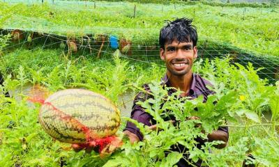 সুবর্ণচরে অসময়ে তরমুজ চাষে বাজিমাত