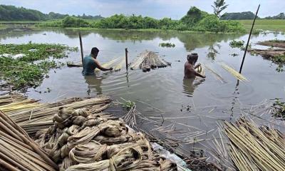 ফরিদপুরে এবার উৎপাদিত হয়েছে ২ হাজার কোটি টাকার পাট