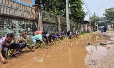 ঠাকুরগাঁওয়ে সংস্কারের দাবিতে পৌরসভার সড়কে ধান রোপণ