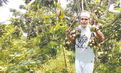 জিআই সনদে বাড়ছে রপ্তানির সম্ভাবনা