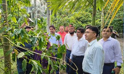 রাম্বুটান চাষে দৃষ্টান্ত নারী উদ্যোক্তা খাদিজা, পরিদর্শনে নীলফামারীর ডিসি