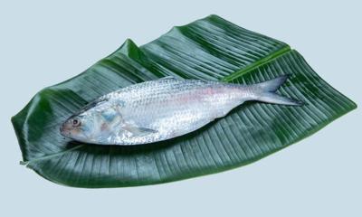 ঢাকার চেয়ে দাম কম, কলকাতায় কোথা থেকে আসছে ইলিশ?