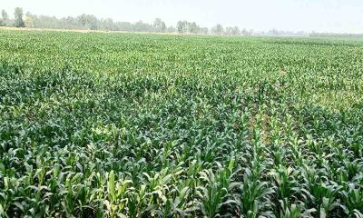 বিরলে ভুট্টার বাম্পার ফলনের সম্ভাবনা