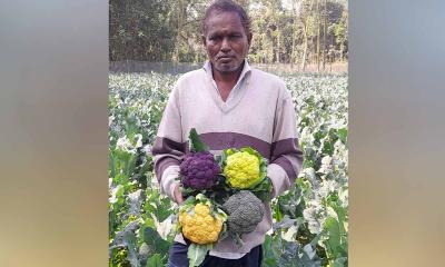 চিরিরবন্দরে রঙিন ফুলকপি চাষে মতিয়ারের বাজিমাত