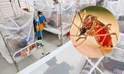ডেঙ্গু কাড়লো আরও ৩ প্রাণ, হাসপাতালে ৪২১