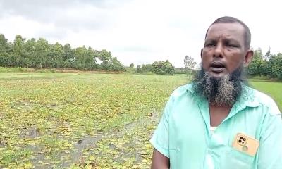 নবাবগঞ্জে পুকুরে গ্যাস প্রয়োগে ২০ লাখ টাকার মাছ নিধন