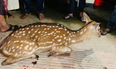 জোয়ারে লোকালয়ে বনের হরিণ, শিকারিদের হাতে জবাই