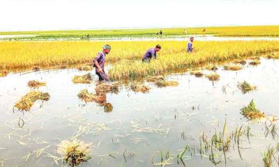 বৃষ্টির সাথে লড়াই হাওড়পাড়ের কৃষকের