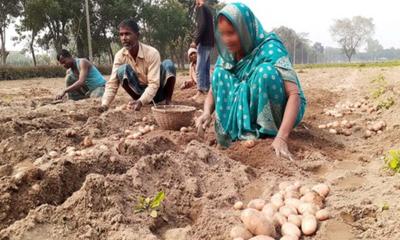 ফলন ভালো হলেও নেই দাম আলু চাষীদের চোখে পানি