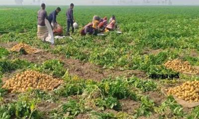 আগাম আলু যে দামে বিক্রি করছেন কৃষকরা