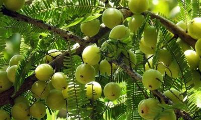 যেসব রোগের মহৌষধ আমলকী