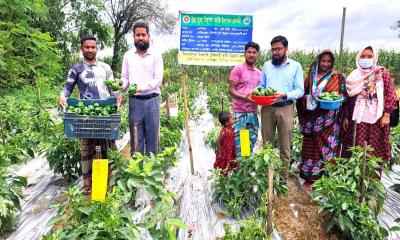 বীরগঞ্জে ক্যাপসিকাম চাষে কৃষকদের নতুন আশা