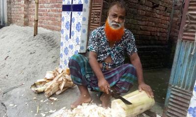 খড় নয়, কলার গাছই এখন গরু-ছাগলের খাদ্য