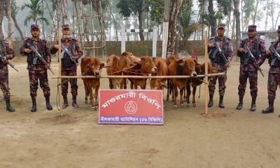 পঞ্চগড় সীমান্ত এলাকা থেকে গরুসহ বিভিন্ন মালামাল উদ্ধার করেছে বিজিবি