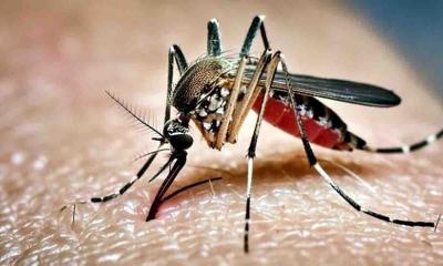 ডেঙ্গুতে একদিনে প্রাণ গেল আরও ৬ জনের