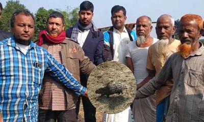 পঞ্চগড়ে বিরল প্রজাতির সজারু উদ্ধার