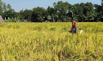 সুগন্ধি ধানে পোকার আক্রমণে দিশেহারা কৃষক