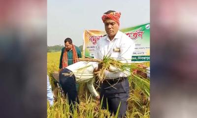 দিনাজপুর সদরে আমন ধান কর্তন উৎসবের উদ্বোধন: কৃষকের হাসি