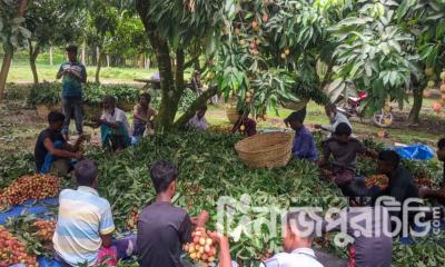 দিনাজপুরের বীরগঞ্জে লিচু সংগ্রহের ধুম, ব্যস্ত শ্রমিকরা